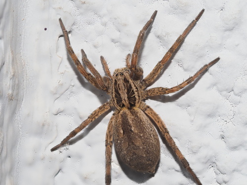 Radiated Wolf Spider