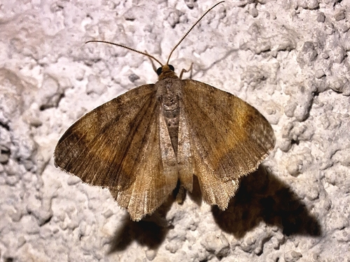 Tawny-barred Angle