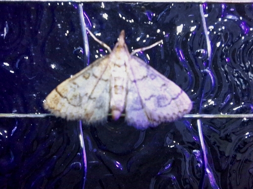 Metasia ophialis