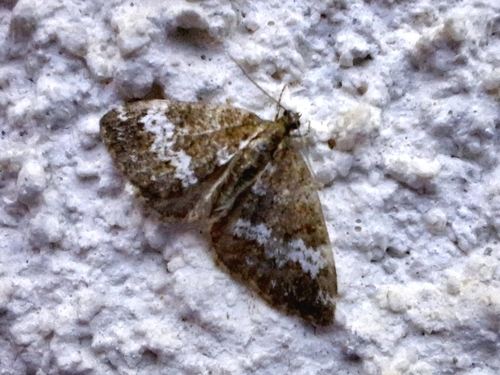 Small Rivulet