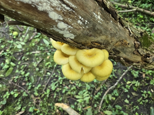 Golden Oyster Mushroom