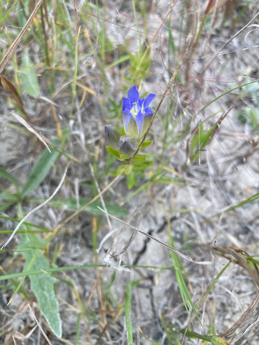 pleated gentian