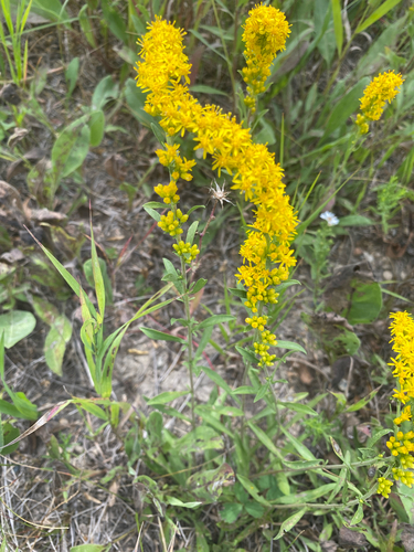 field goldenrod