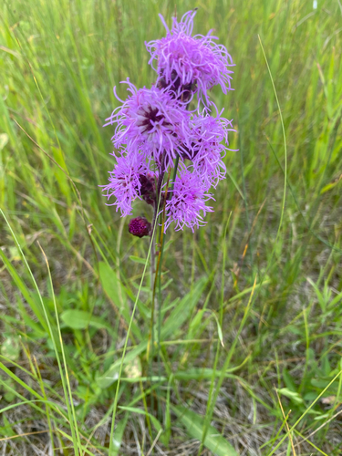 Rocky Mountain blazing star