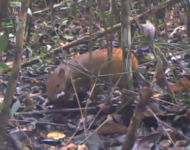 Iack's Red-rumped Agouti