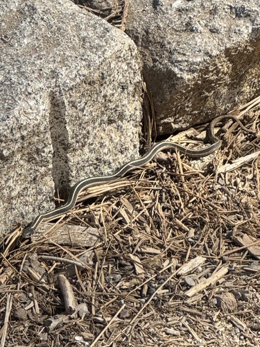 iNaturalist observation photo of Garter Snakes