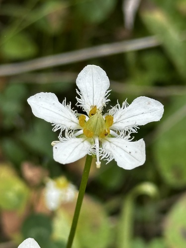 Parnassia fimbriata