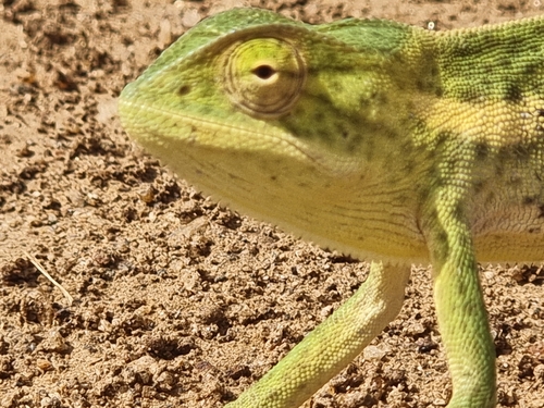 Smooth Chameleon