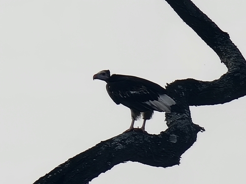 White-headed Vulture