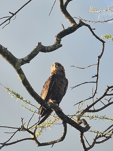 Bateleur