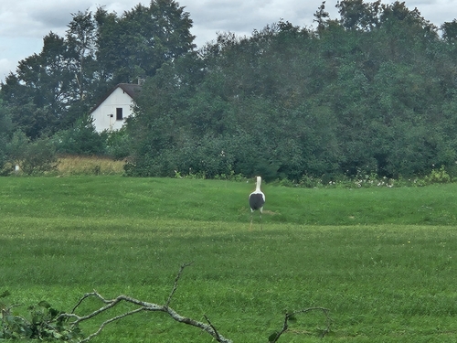 White Stork