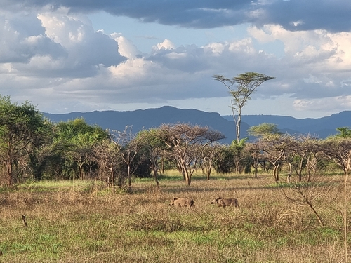 Eastern Warthog