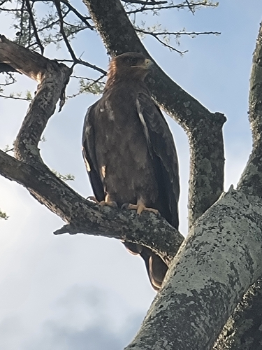 Tawny Eagle