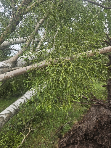 European mistletoe