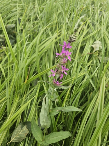 purple loosestrife