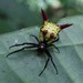 Micrathena striata - Photo (c) Silvia Figueroa, todos los derechos reservados, subido por Silvia Figueroa