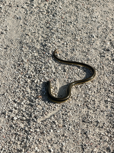 Eastern Glass Lizard observed by hambirders