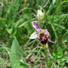 Ophrys × vallis-costae - Photo (c) Archil Kvelashvili, todos los derechos reservados, subido por Archil Kvelashvili