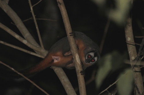 Black-headed Night Monkey