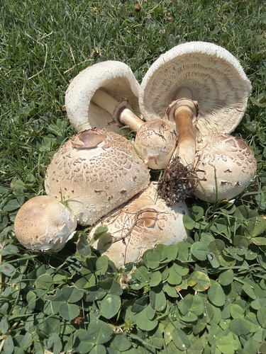 Green-spored Parasol