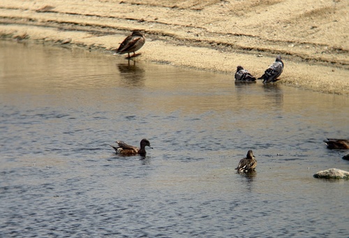 American Wigeon