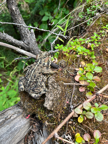 Western Toad