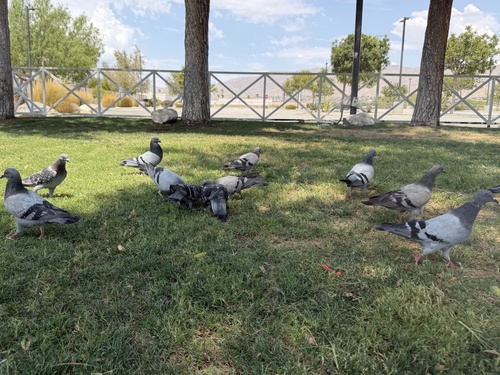 Feral Pigeon