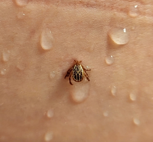 Gulf Coast Tick