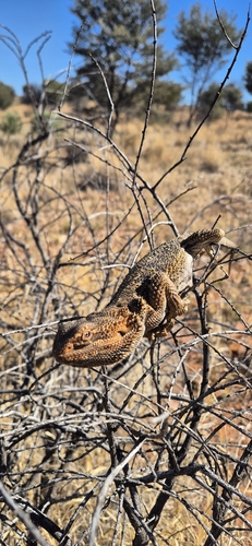 Central Bearded Dragon