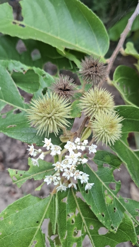 Brown Kurrajong