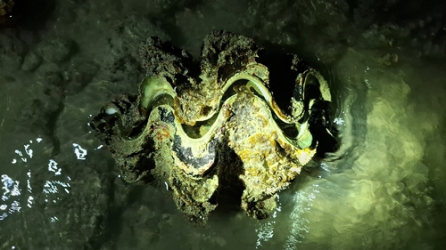 Fluted Giant Clam