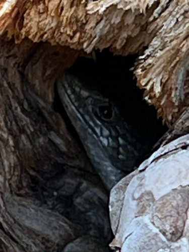 iNaturalist observation photo of Northern Alligator Lizard