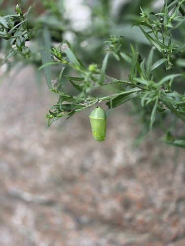 Monarch