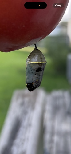 Monarch