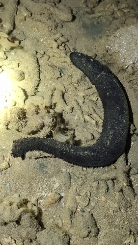 Black Sea Cucumber