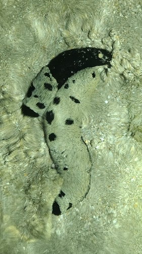 Lollyfish Sea Cucumber