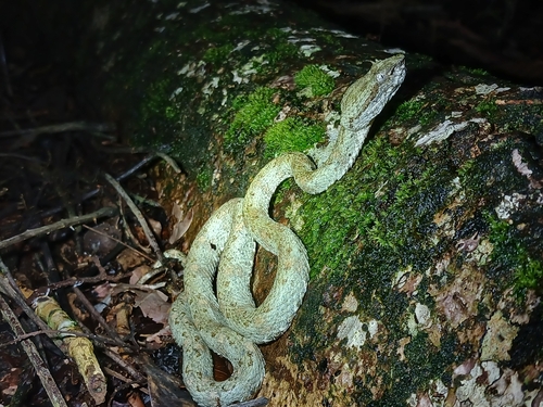 Central American Eyelash-Viper