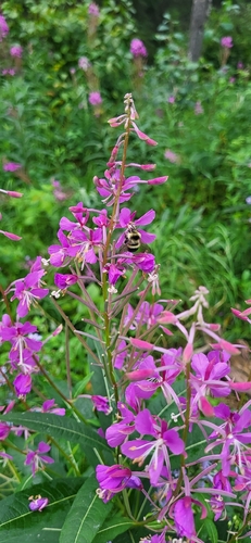 fireweed