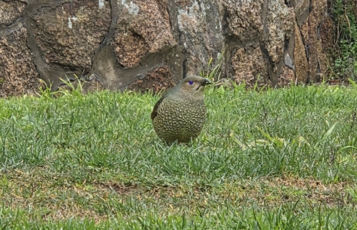 Satin Bowerbird