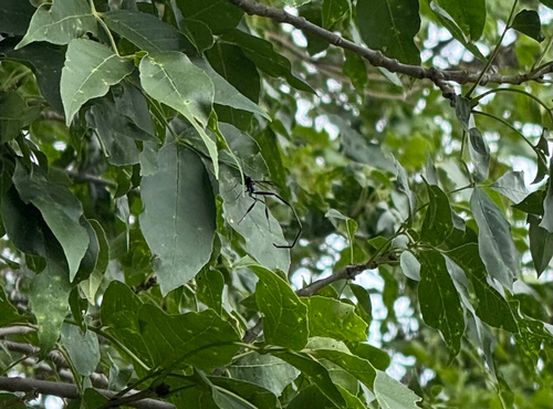 American Pelecinid Wasp