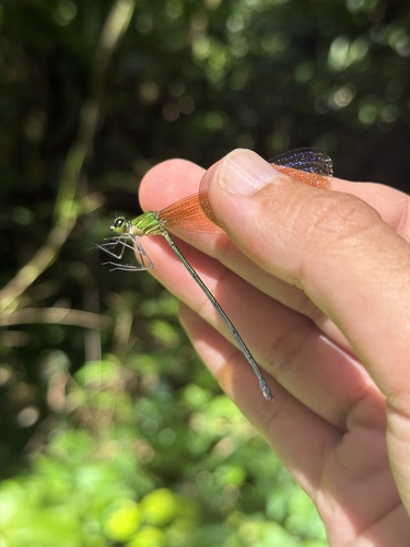 plain flashwing