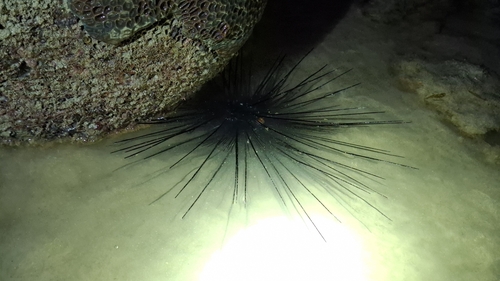 Black Longspine Urchin