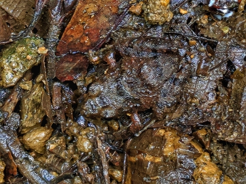Underwood's Rain Frog