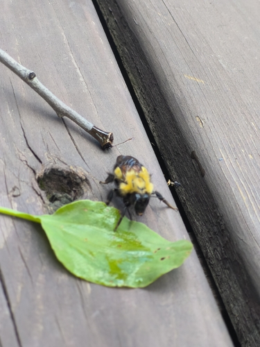 Perplexing Bumble Bee