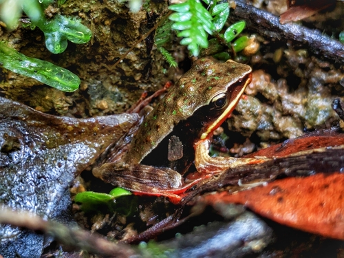 Brilliant Forest Frog