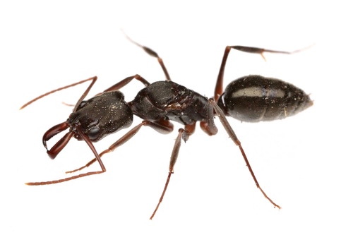 Two-spined Trap-jaw Ant (Odontomachus haematodus) · iNaturalist