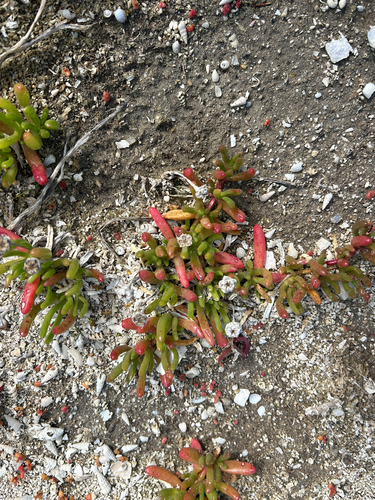 Purple Dewplant