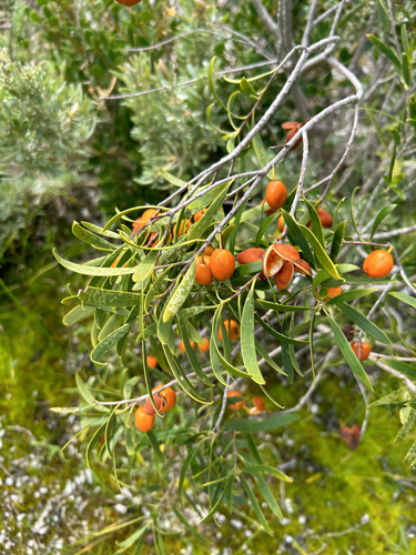 Native apricot