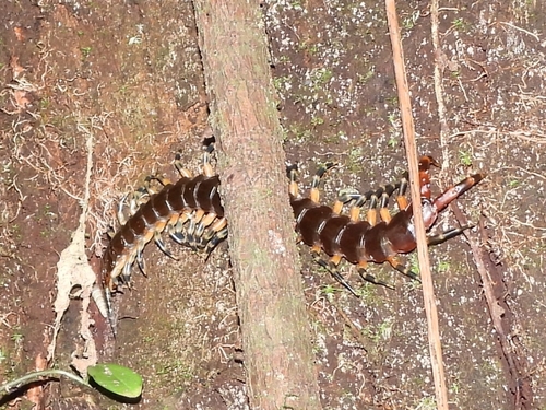 Amazonian Tricolor Centipede