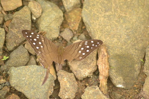 Spot-banded Daggerwing